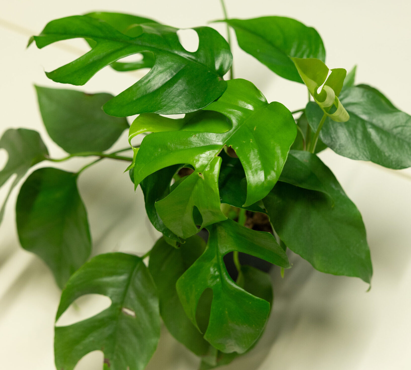 Rhaphidophora tetrasperma