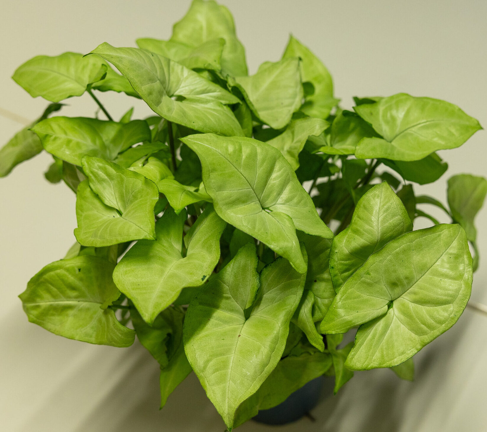 Syngonium