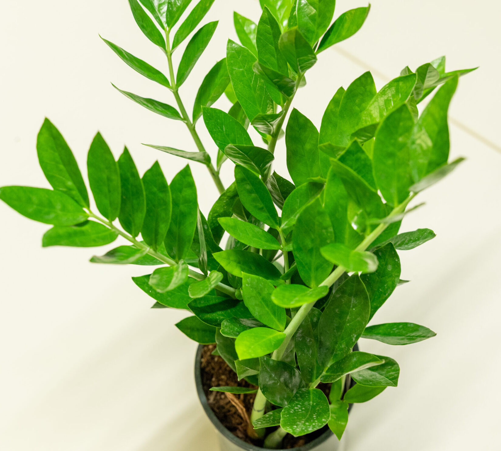 Zamioculcas