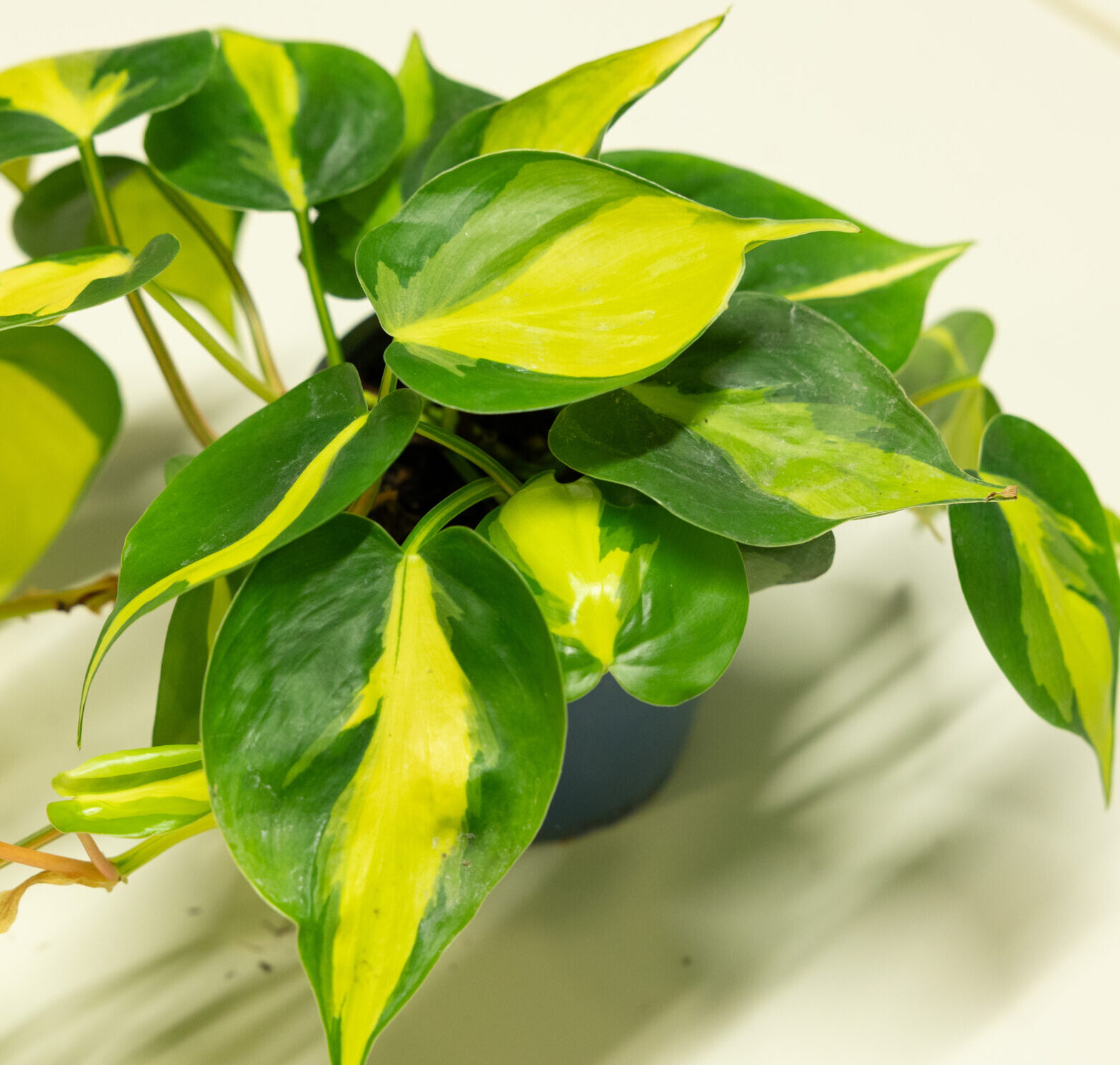 Philodendron Brasil